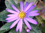 szk081029 037.01.jpg