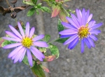 szk081029 042.01.jpg