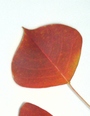 szk081101 004.02.jpg