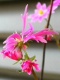 szk081101 038.01.jpg