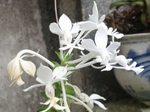 szk081105 002.01.jpg