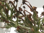 szk081106 005.01.jpg