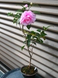 szk081110 001.01.jpg