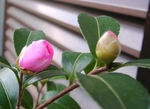 szk081110 007.01.jpg