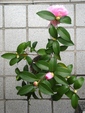 szk081110 009.01.jpg