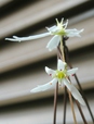 szk081110 024.01.jpg