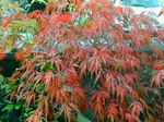 szk081112 001.01.jpg