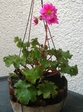 szk081113 009.01.jpg
