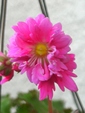 szk081113 010.01.jpg