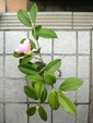 szk081120 008.01.jpg