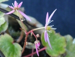 szk081125 015.01.jpg