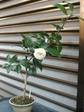 szk081126 001.01.jpg