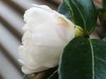 szk081126 004.01.jpg