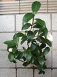 szk081126 007.01.jpg