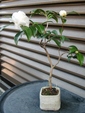szk081203 001.01.jpg