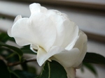 szk081203 003.01.jpg