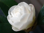 szk081203 007.01.jpg