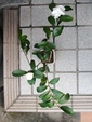 szk081203 008.01.jpg