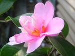 szk081204 013.01.jpg