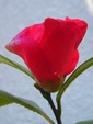 szk081207 005.01.jpg