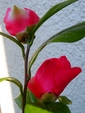 szk081207 006.01.jpg