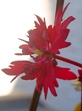szk081207 011.01.jpg