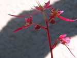 szk081207 021.01.jpg