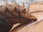 szk081209 004.01.jpg