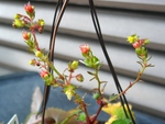 szk081216 017.01.jpg