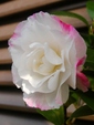 szk081220 004.01.jpg