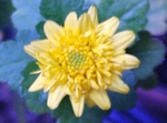 szk081228 002.01.jpg
