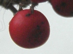 szk090102 006.01.jpg