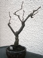 szk090114 001.01.jpg