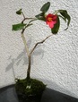 szk090120 002.01.jpg