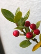 szk090124 005.01.jpg