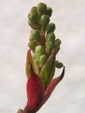 szk090302 005.01.jpg