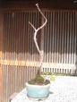 szk090308 001.01.jpg