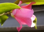 szk090312 002.01.jpg