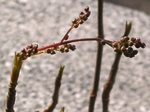 szk090316 004.01.jpg