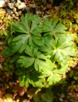 szk090324 004.01.jpg