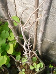 szk090326 001.01.jpg