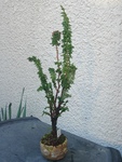 szk090328 002.01.jpg