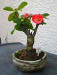 szk090331 011.01.jpg