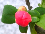 szk090331 016.01.jpg