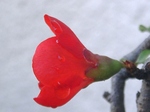 szk090402 004.01.jpg