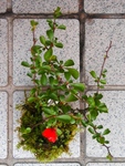 szk090402 007.01.jpg