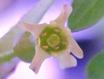 szk090405 007.01.jpg