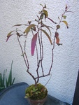 szk090407 001.01.jpg
