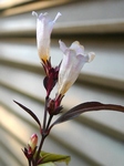 szk090407 002.01.jpg