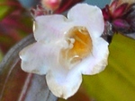 szk090407 007.01.jpg